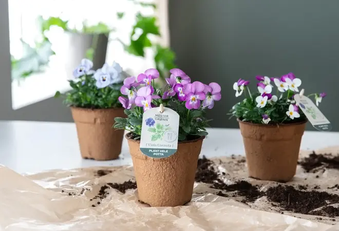 mester-gronn-viola-cornuta-uke11-4.3