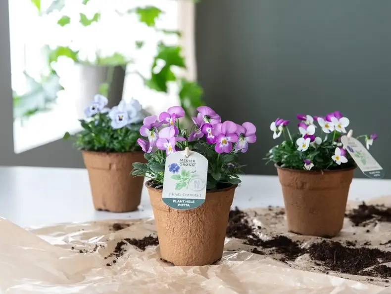 mester-gronn-viola-cornuta-uke11-4.3