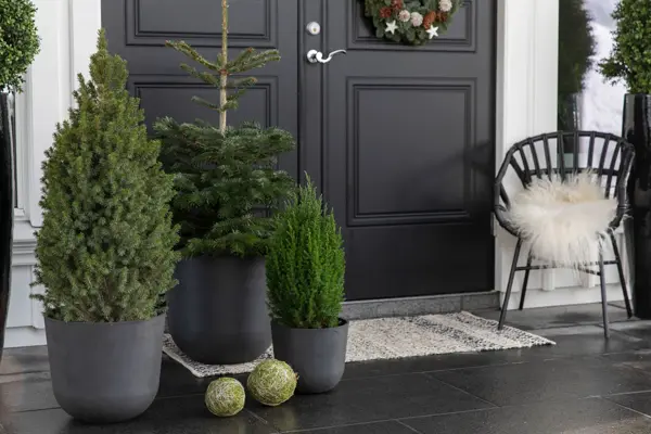 Inngangsparti med vintergrønt