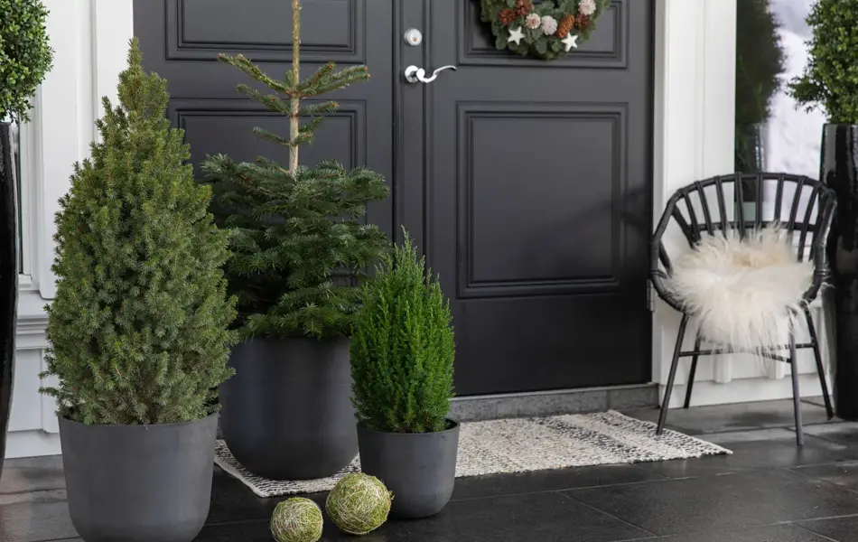 Inngangsparti med vintergrønt