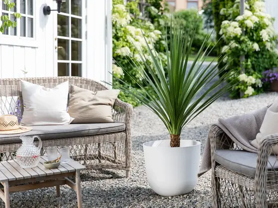 Mester Grønn_Dracaena indivisa