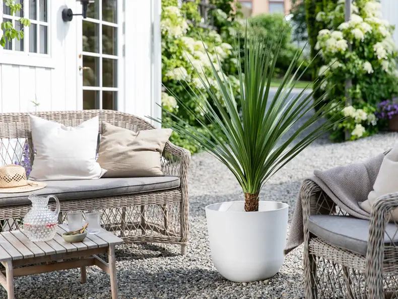 Mester Grønn_Dracaena indivisa