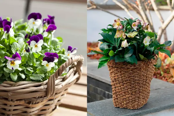 Stemorsblomst i kurv, julerose i potte.