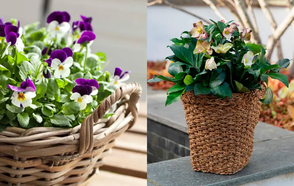 Stemorsblomst i kurv, julerose i potte.