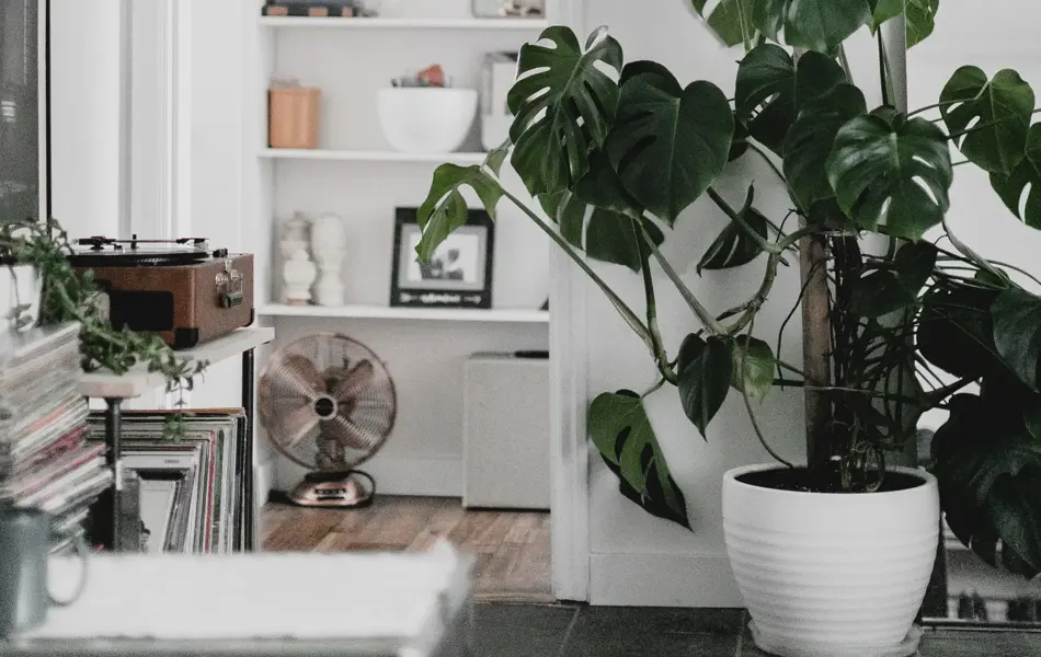 A bright white living room with large monstera plant