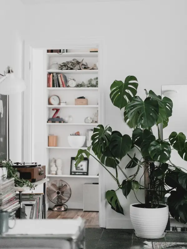 A bright white living room with large monstera plant