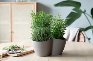 Mester grønn tilbud