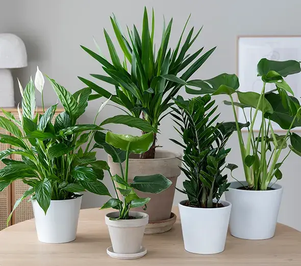 Mester Grønn Grønne-planter-590x520.jpg