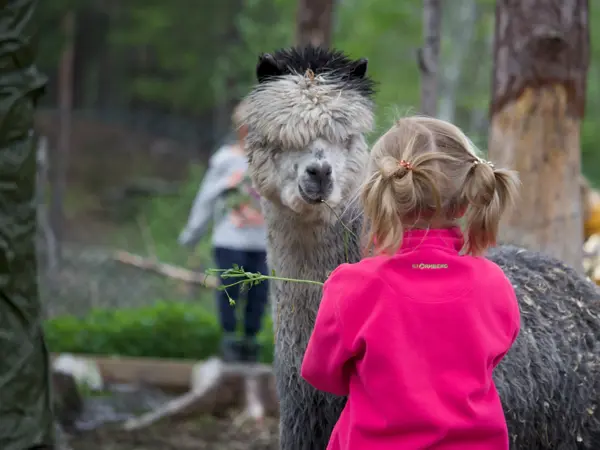 Bilder mottatt av Bjørneparken, kontaktinfo kees@bjorneparken.no