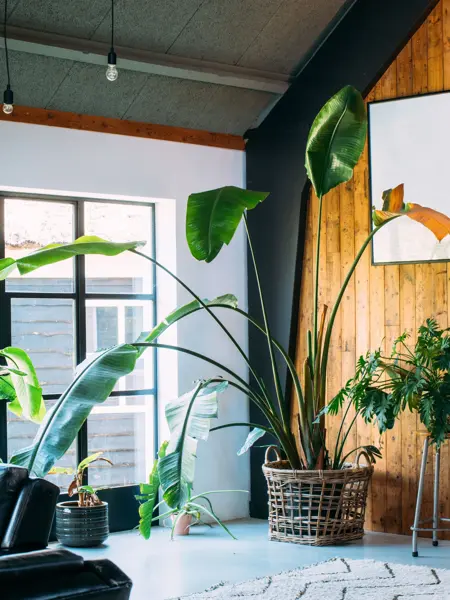 Trendy interior with concrete floor and steel windows and many houseplants. Bird of paradise plant. Barn wood wall. High quality photo