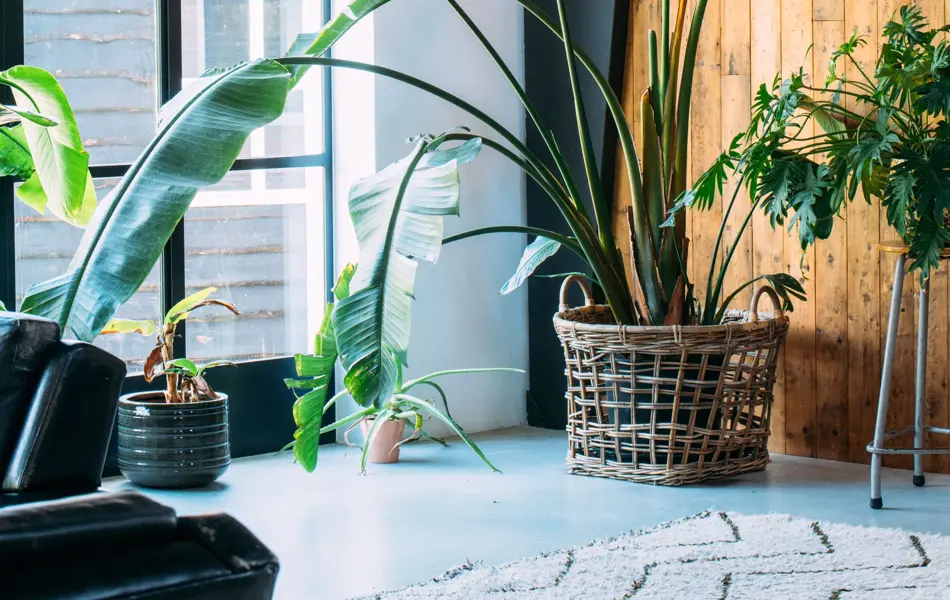 Trendy interior with concrete floor and steel windows and many houseplants. Bird of paradise plant. Barn wood wall. High quality photo