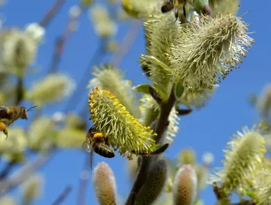 congerdesign-willow-catkin-502575_1920