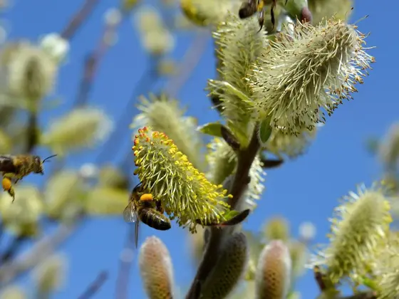 congerdesign-willow-catkin-502575_1920