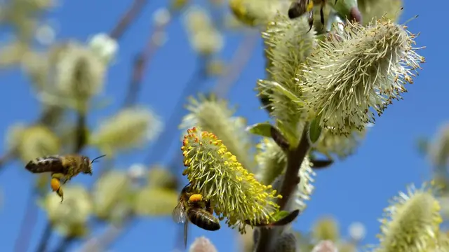congerdesign-willow-catkin-502575_1920