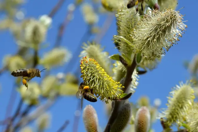 congerdesign-willow-catkin-502575_1920