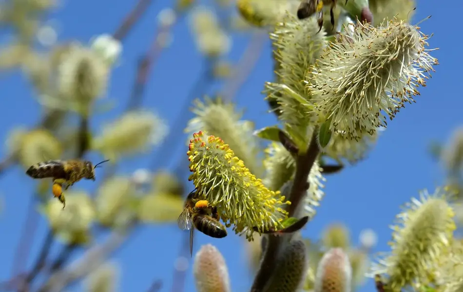 congerdesign-willow-catkin-502575_1920