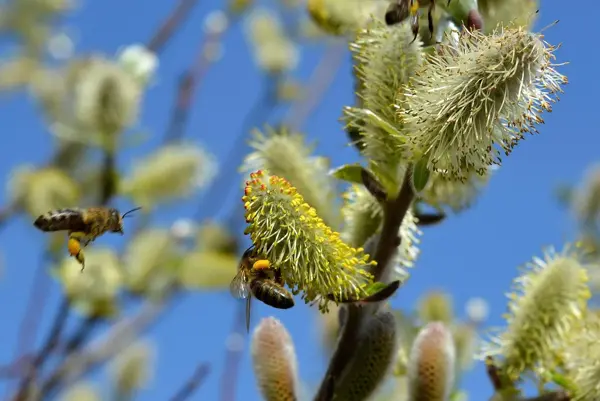 congerdesign-willow-catkin-502575_1920