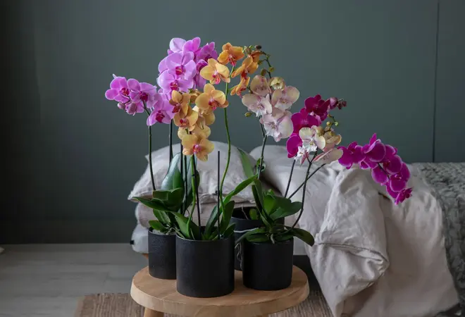 mestergrønn-phalaenopsis-uke1-3.2