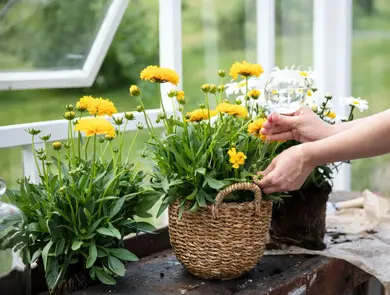 Dame som vanner planter