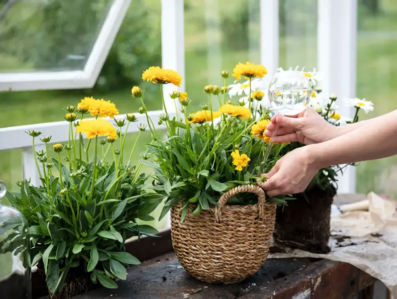 Dame som vanner planter