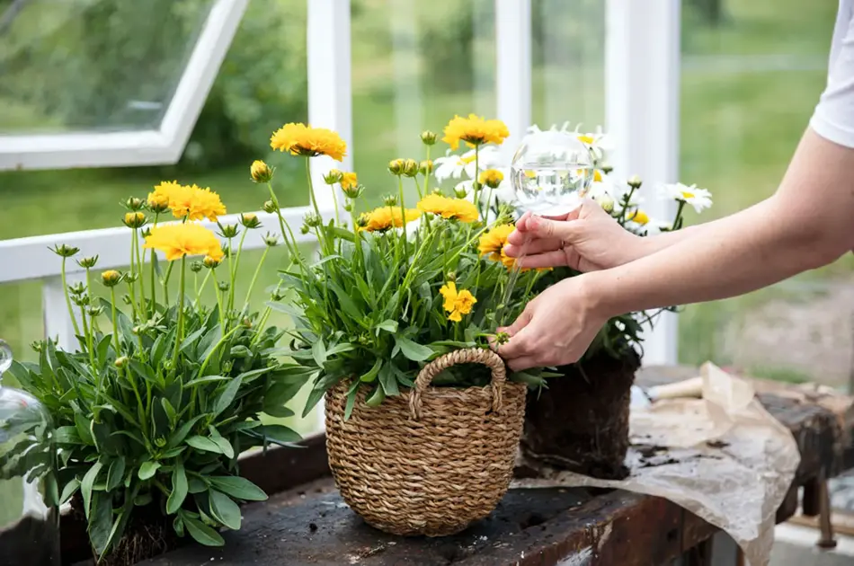 Dame som vanner planter