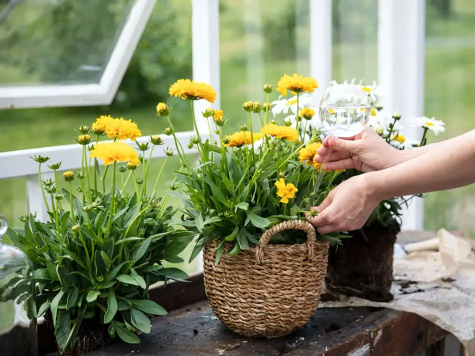 Dame som vanner planter