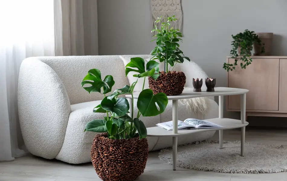 Plante fra Mester Grønn