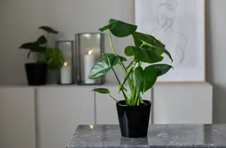 MesterGrønn-WipeOut-februar2026