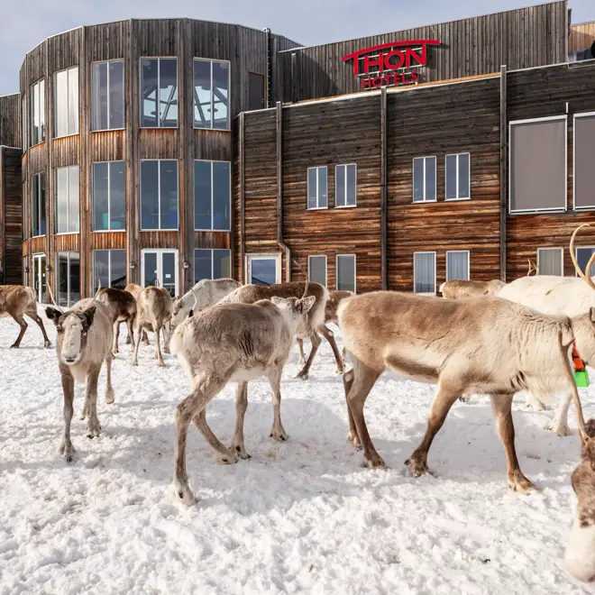Nærbilde av fasaden med mange reinsdyr foran og snø på bakken.