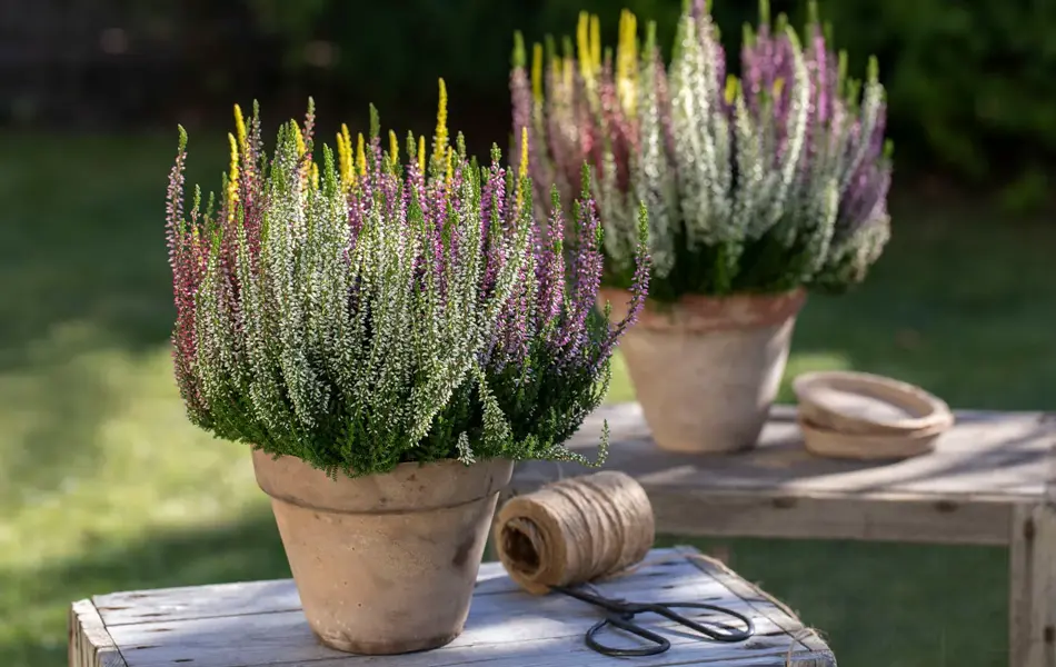 Mester Grønn 6_Host_uteplass.jpg