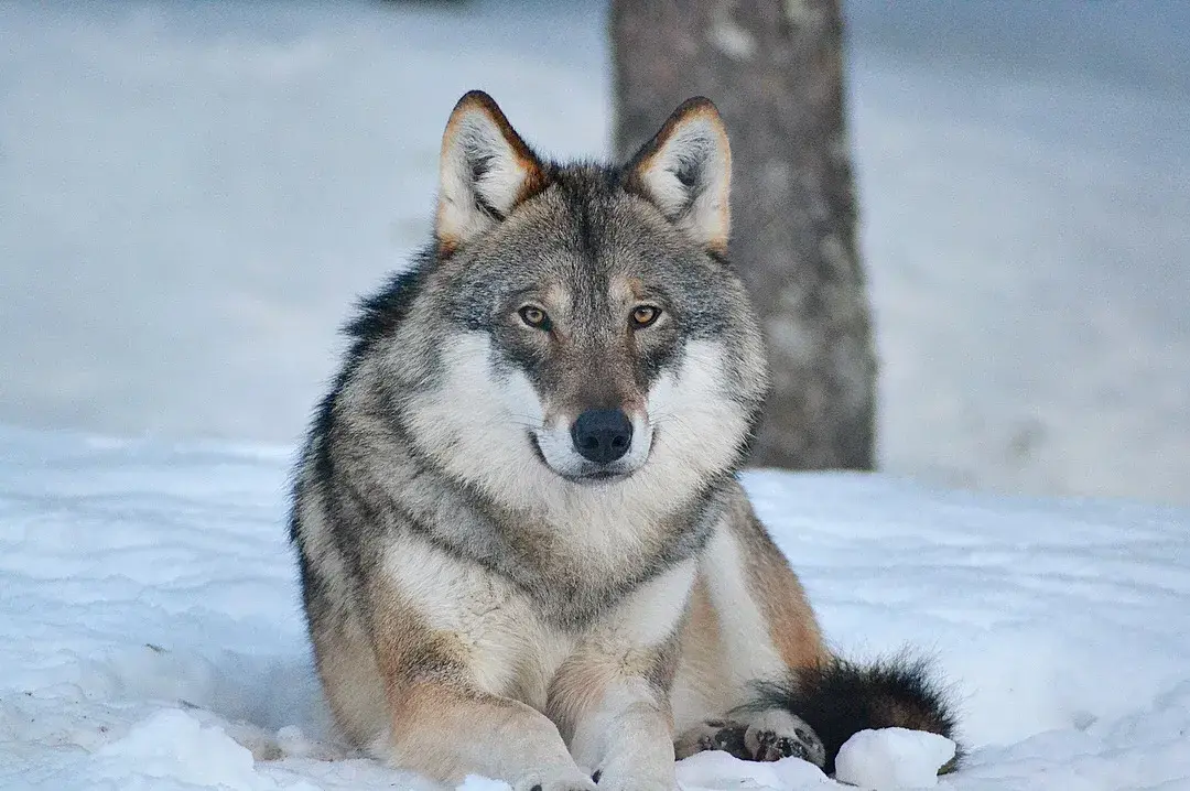 Thon_Hotel_Bjorneparken_Bjorneparken