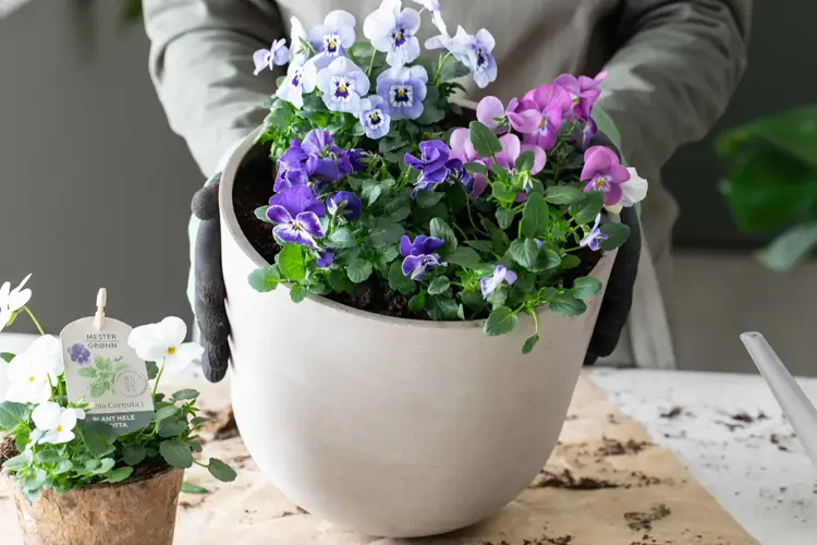 Viola er super å starte med i utepottene.