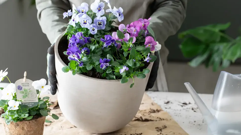 Viola fra Mester Grønn