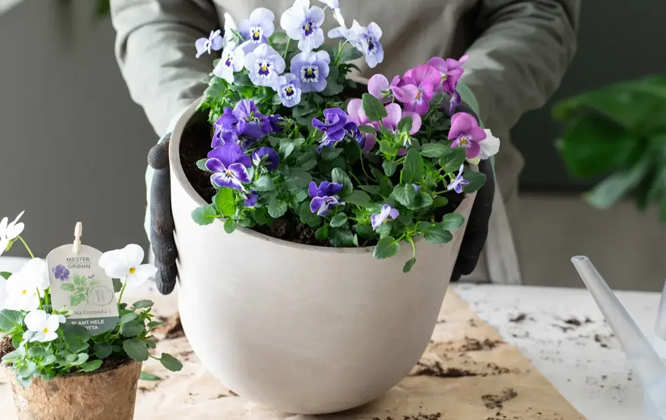 Viola fra Mester Grønn