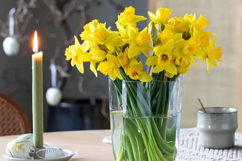 Mestergrønn påskeliljer