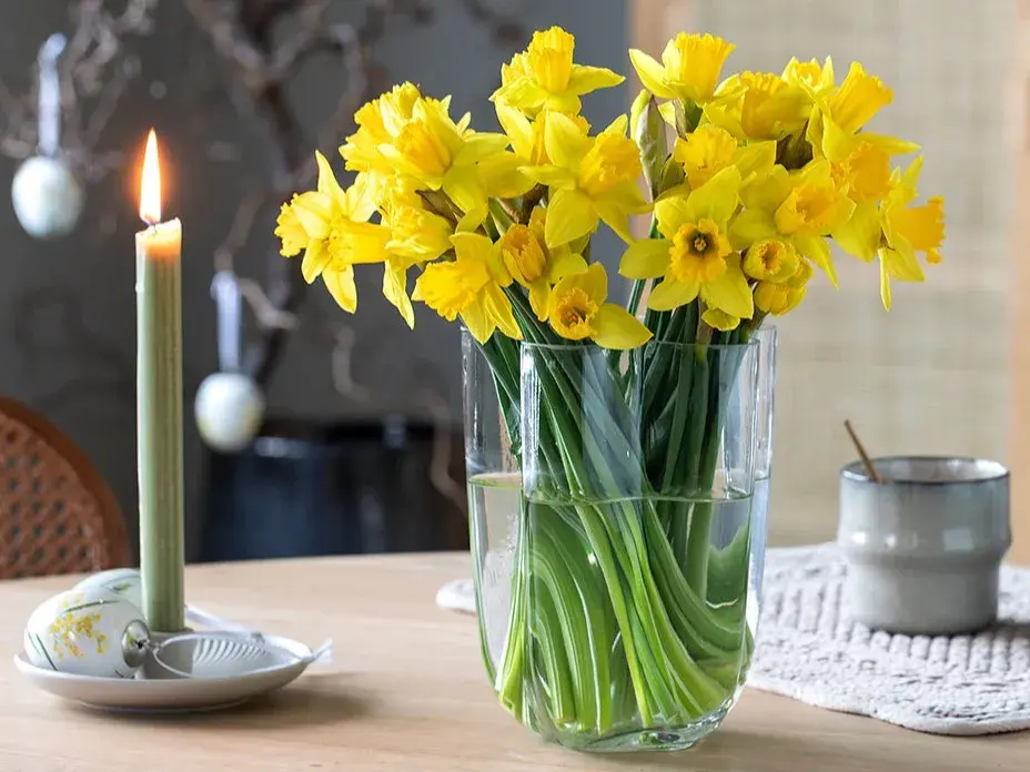 Mestergrønn påskeliljer