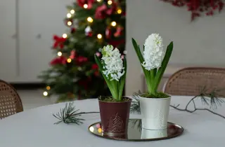 Mester Grønn Svibel_s