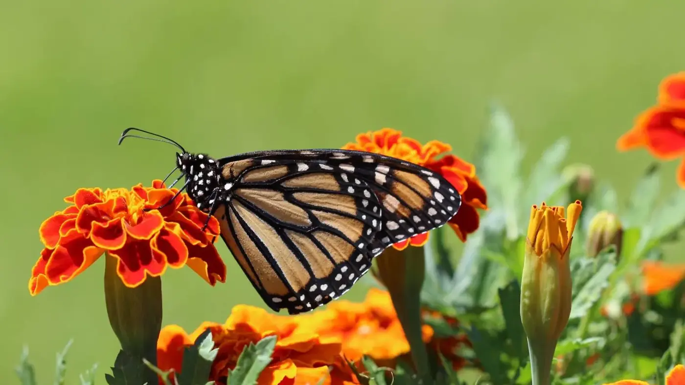 pexels-katie-burandt-1212693 (1).jpg