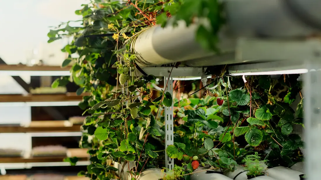 En vertikal dyrkingsvegg med grønne jordbærplanter og røde bær. Sollys skinner gjennom vindu i bakgrunnen.
