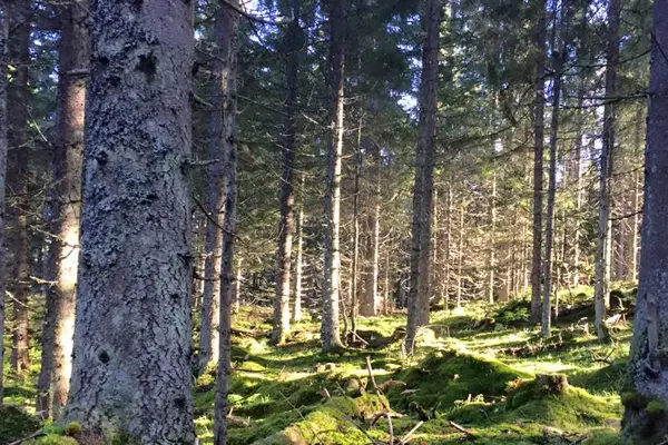 Grønn skog med sollys