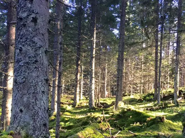 Grønn skog med sollys