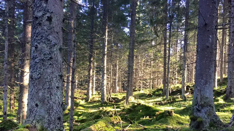 Grønn skog med sollys