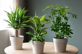 Tre potter med Yucca, Schefflera og Dieffenbachia som står på et bord inne.