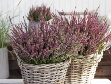 calluna fra Mester Grønn
