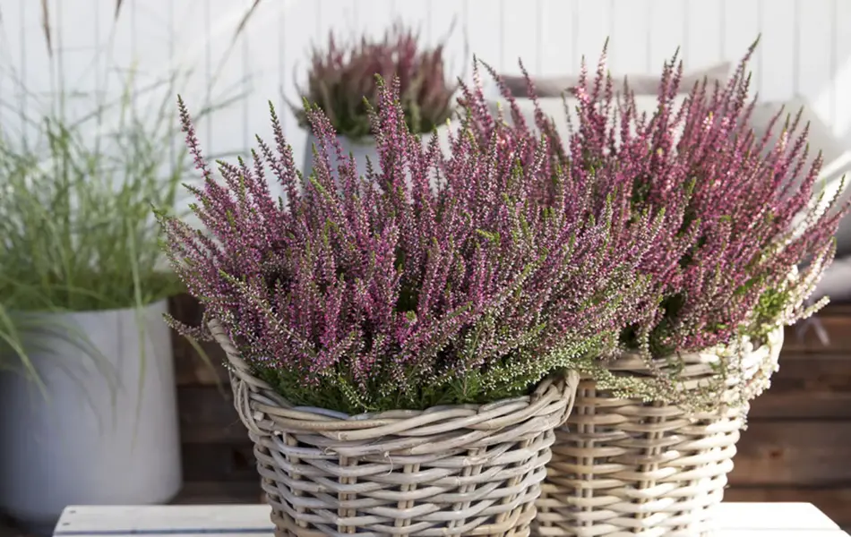 calluna fra Mester Grønn