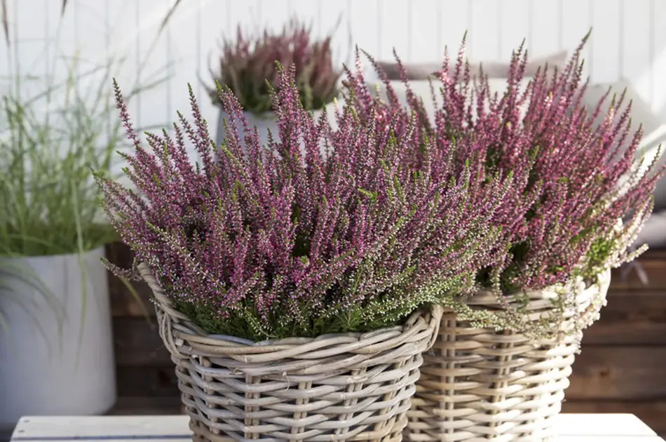 calluna fra Mester Grønn