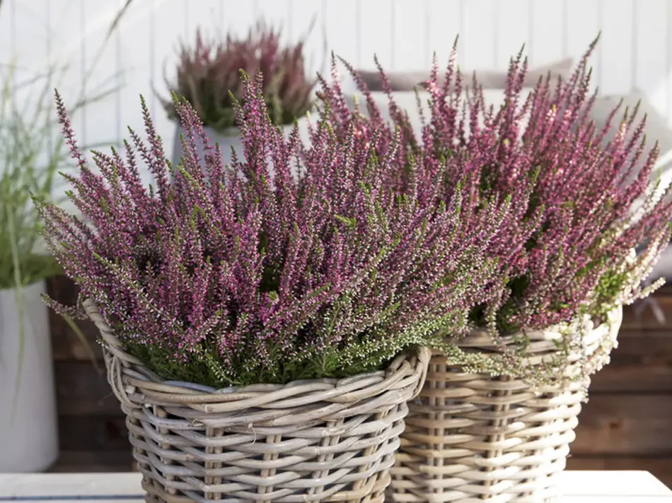 calluna fra Mester Grønn