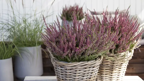 calluna fra Mester Grønn