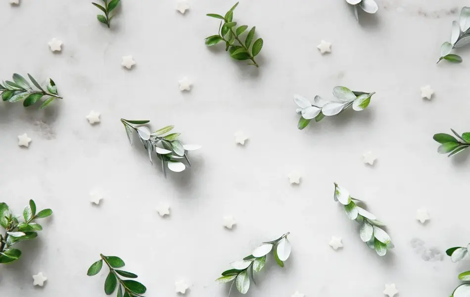Flat lay av grønne blader og hvite stjerner på hvit bakgrunn