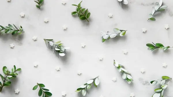 Flat lay av grønne blader og hvite stjerner på hvit bakgrunn